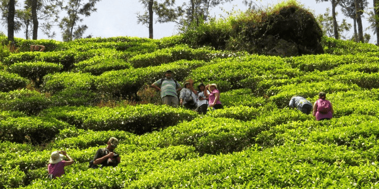 Coffee Plantation Tour