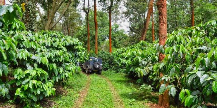 Coffee Plantation in Chikmagalur