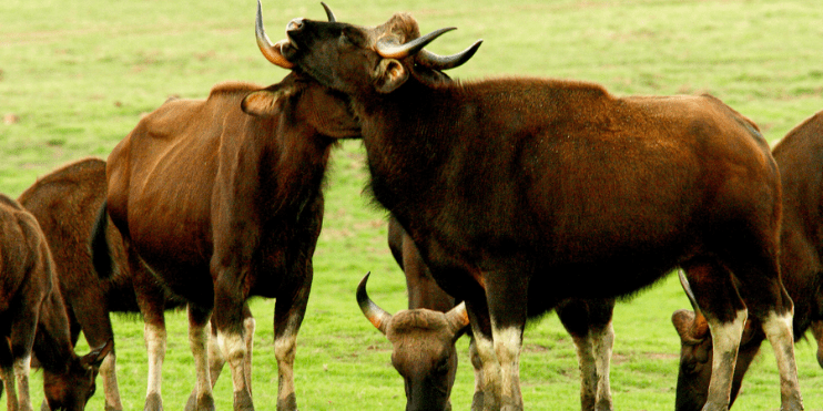 Kudremukh National Park