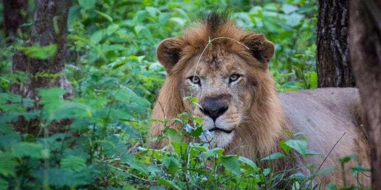 A lion standing majestically in a lush forest, surrounded by tall trees and dappled sunlight.