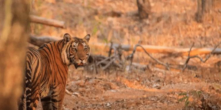 A tiger walking through the woods in the morning, showcasing its majestic presence in the natural habitat.