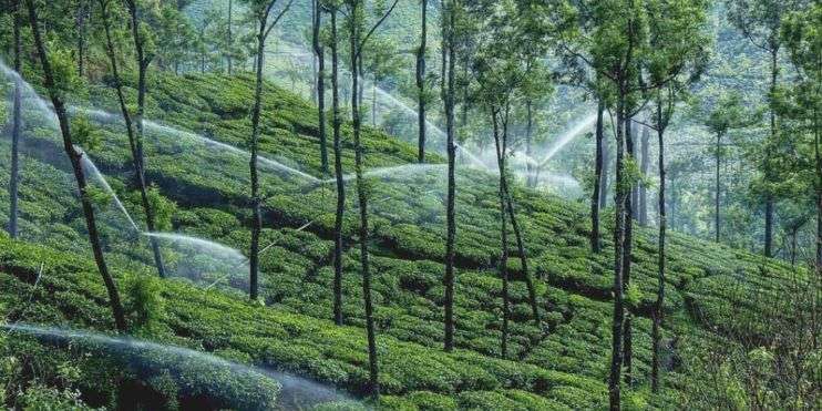  A tea plantation with water sprinklers spraying on the trees, creating a refreshing and lush environment for the tea plants to thrive.