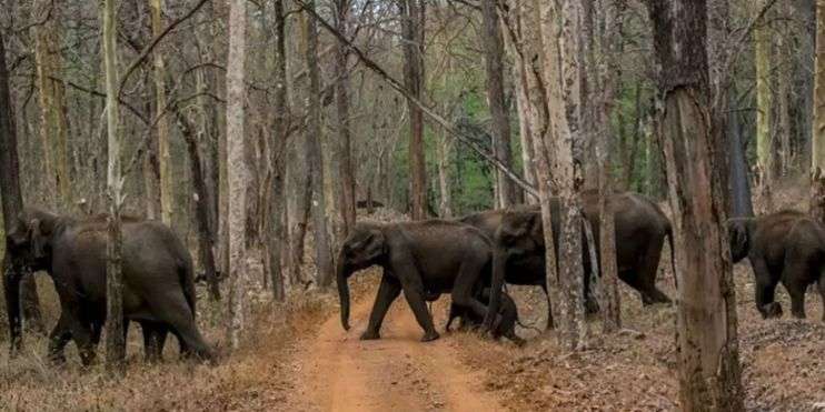 Elephants walking on a dirt road in the forest at Bhadra Wildlife Sanctuary, a haven for wildlife lovers.