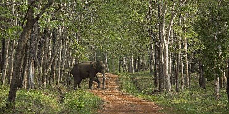 An elephant strolling down a forest path.