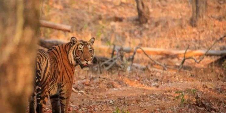 A tiger walking through the woods near trees in Bhadra Wildlife Sanctuary, home to diverse flora and fauna.