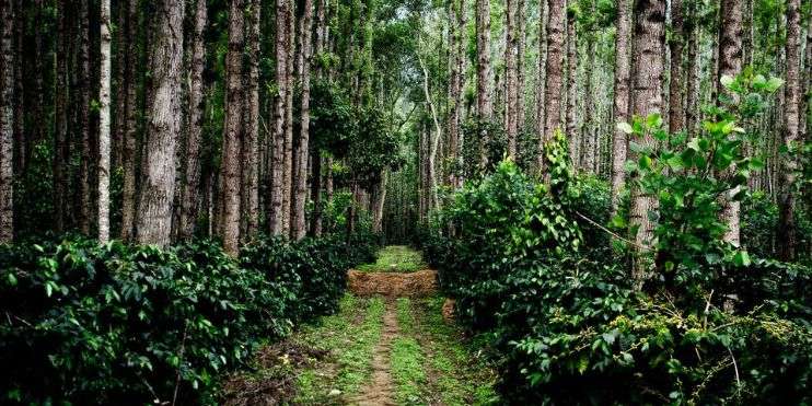 A scenic forest path in Chikmagalur, surrounded by lush green trees. Ideal for coffee plantation tours.