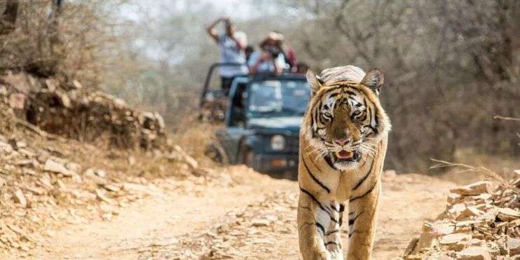 A tiger strolling down a dusty road with passengers in the rear of a jeep.