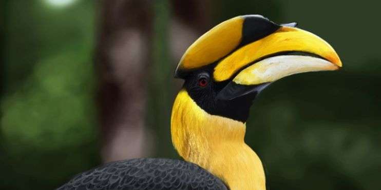 A close up of a hornbill with a yellow beak in Kudremukh National Park, a biodiversity hotspot spanning 600 sq km.