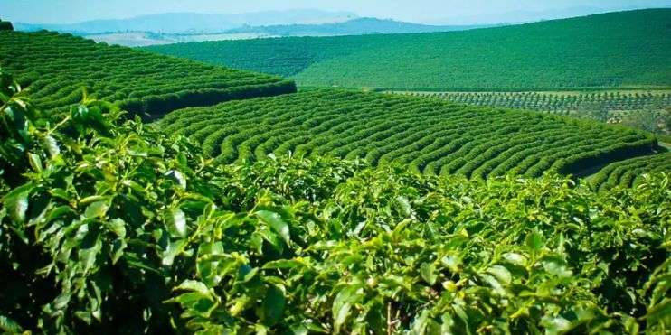  A scenic coffee plantation nestled in the mountains