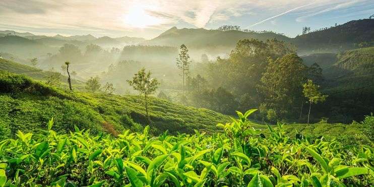 A scenic view of lush coffee plantations in the Western Ghats of Chikmagalur, Karnataka, often referred to as the coffee land of Karnataka