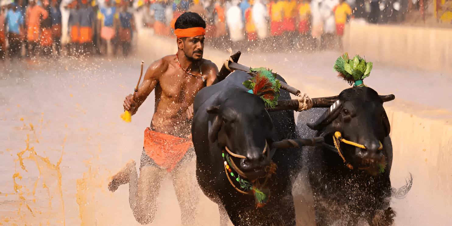 A man races alongside two bulls in water during the Kambala Festival, showcasing Karnataka's vibrant rural traditions.