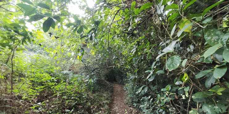 A lush jungle path surrounded by vibrant plants, showcasing the beauty of the Samse Tea Estate Trek near Kalasa.