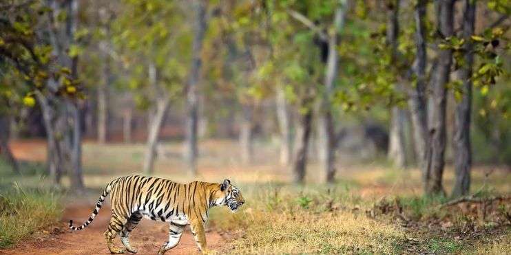 A tiger strides along a dirt road in a lush forest, showcasing the wildlife of Kudremukh National Park's diverse ecosystem.