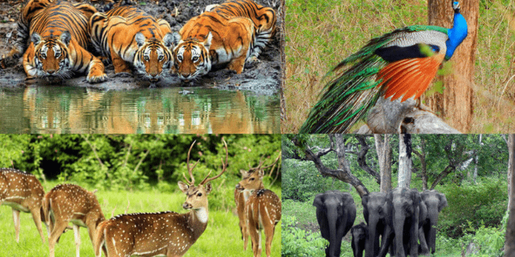 A collage featuring four distinct images of various animals and birds in their natural habitats.