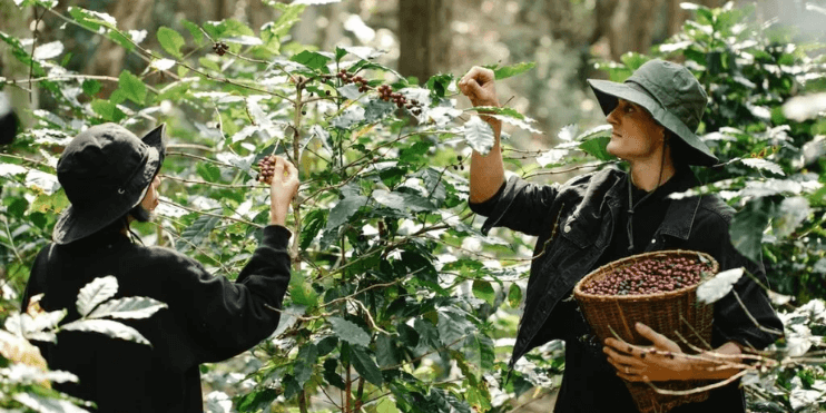 Two women harvesting coffee beans from a tree in a lush plantation, showcasing the beauty of Chikmagalur's coffee culture.