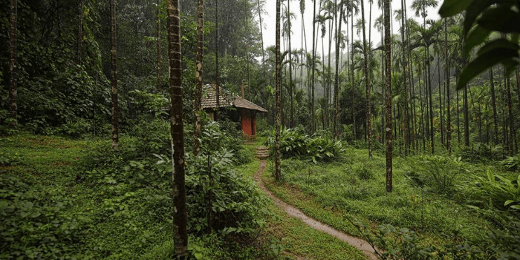 A small hut nestled in a vibrant green forest, surrounded by diverse flora and fauna, inviting exploration and discovery.