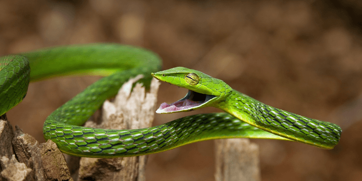 A bright green Farnsworth's Vine Snake with its mouth open, showcasing its elongated snout in a lush forest setting.