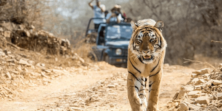 A tiger strides along a dirt road, with a jeep carrying people visible in the background, showcasing wildlife in Bhadra Sanctuary.