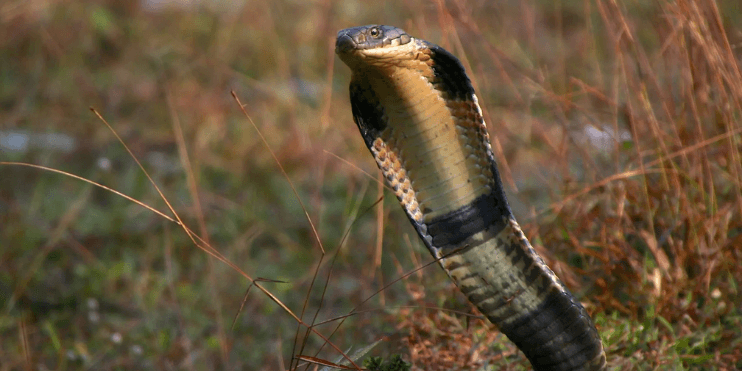 A long-necked King Cobra, a powerful and charismatic snake, known for its impressive size and unique nesting behavior.