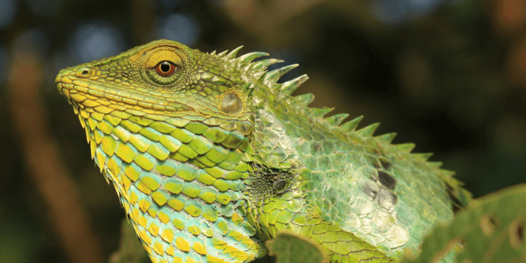 Iguana with a vibrant green and yellow head, showcasing its large scales and spiky crest in a forest setting.