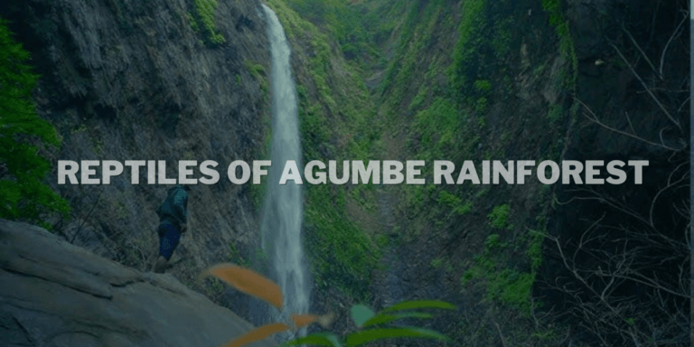 Agumbe Rainforest