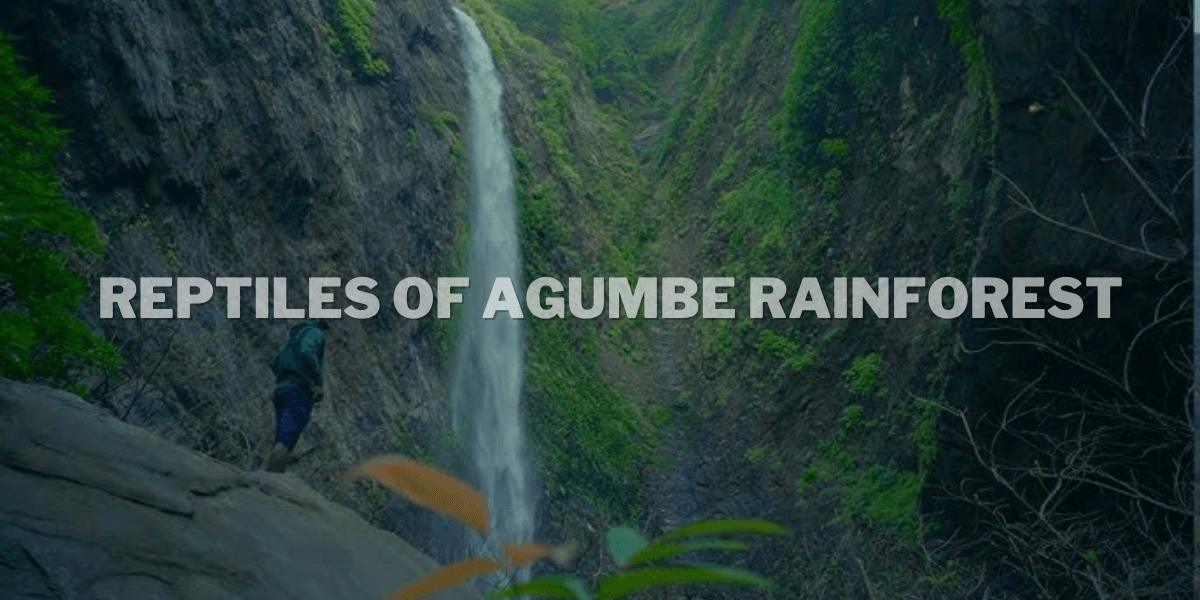 Agumbe Rainforest