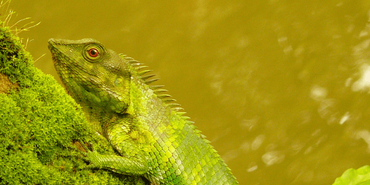 Iguana resting on a moss-covered branch, showcasing its camouflage in the shaded Agumbe Forest environment.