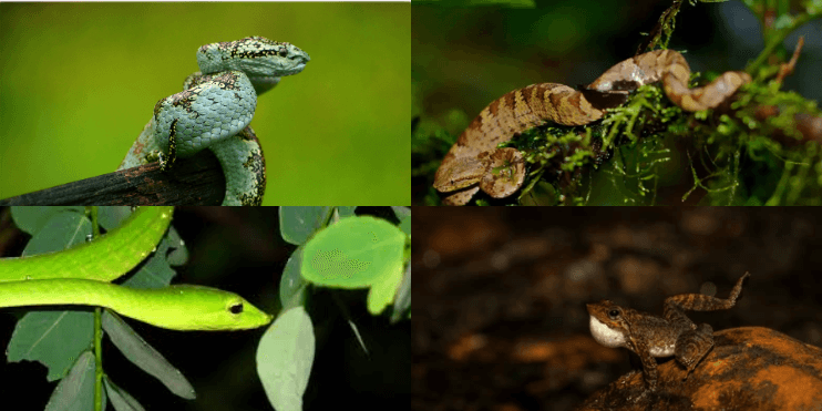 Images of four distinct snakes and various animals, showcasing the rich biodiversity of the Agumbe Forest ecosystem.