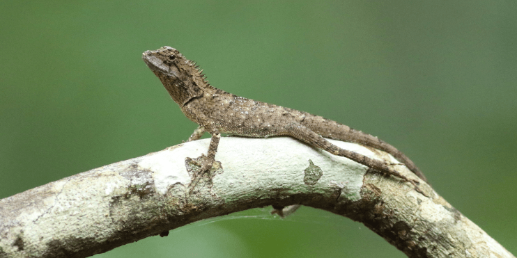 A Roux's Forest Lizard basking on a branch, showcasing its reddish-brown color and striking patterns in a forest setting.