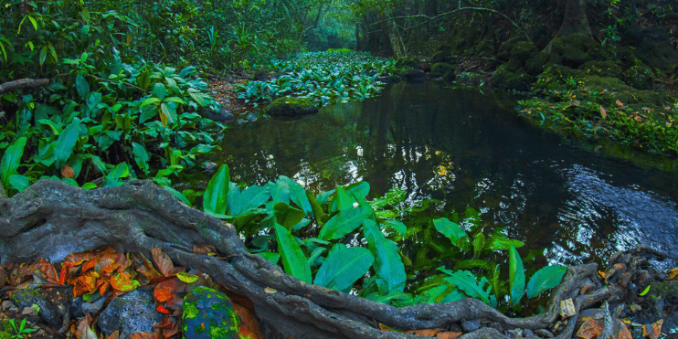 A serene stream flows through a lush forest, surrounded by diverse trees and vibrant plants in Agumbe Rainforest.