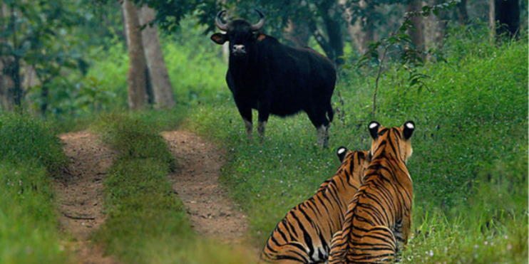 In Bhadra Wildlife Sanctuary, two tigers walk gracefully through the dense forest, embodying the wild beauty of their habitat.