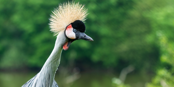 In Kudremukh National Park, a grey crowned crane displays its impressive long mohawk, highlighting its distinctive appearance.