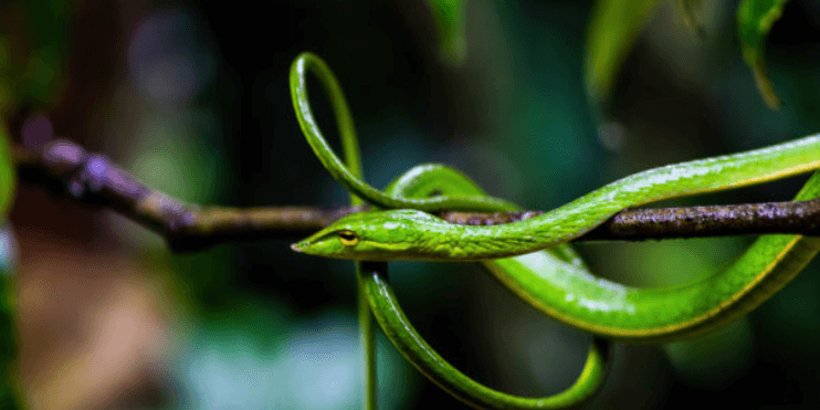 A green snake rests on a branch, blending seamlessly into the vibrant rainforest environment.