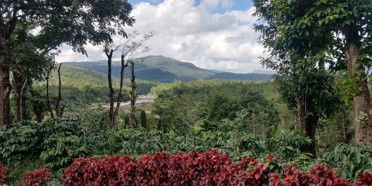Immersive Coffee Plantation Experience