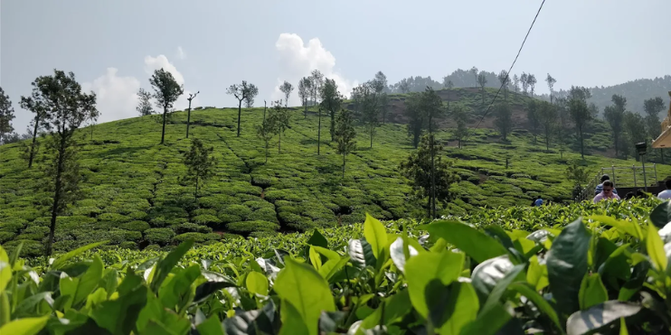 ➟ Day_ Coffee Plantation Walks During Harvest Season