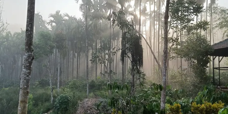 Best Route to Reach Samse Tea Estate